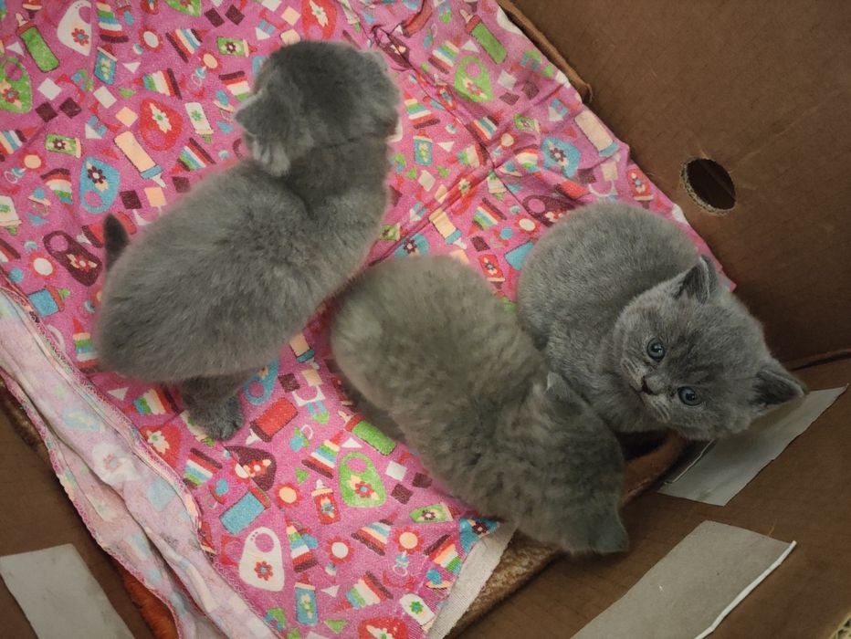 Britaniskiy scotich fold mushukchalar tez va arzon