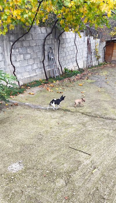 Продавам кучета Чихуахуа