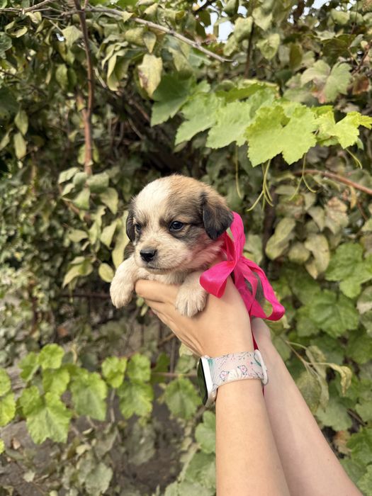 Отдаем даром/бесплатно щенков в добрые руки