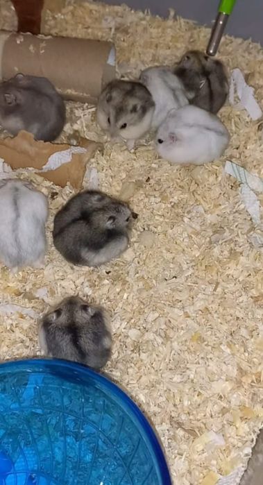 Hamsteri Siberieni