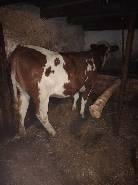 De vânzare vacă și juninca