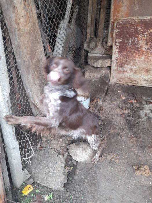 Чистокръвен бретон шпаньол