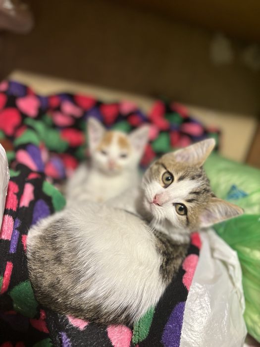 Подарявам котенца!