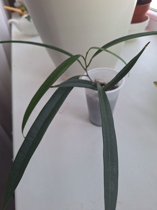 Укорененный отросток фикус Али