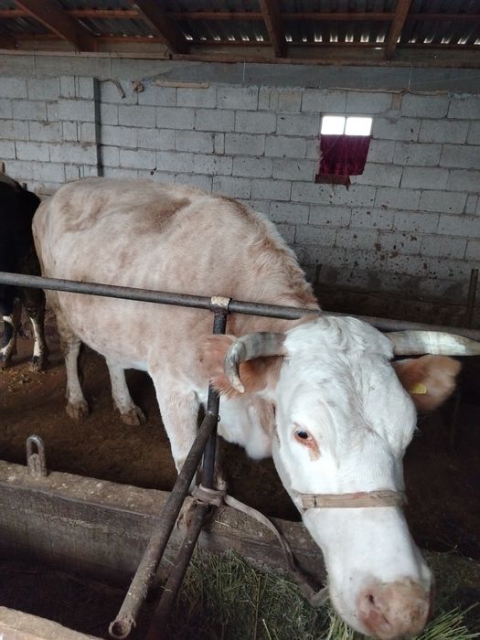 4 туган семиз сиыр