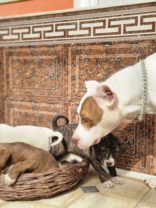 Pitbull..bollari sotiladi garantyasi bor tozza narsalar.