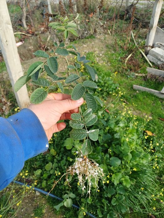 Разсад маслодайна Роза Дамасцена