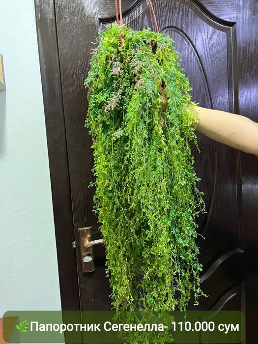 Асплениум криспи , Замиокулькас, Алоказия, Папоротник и др растения