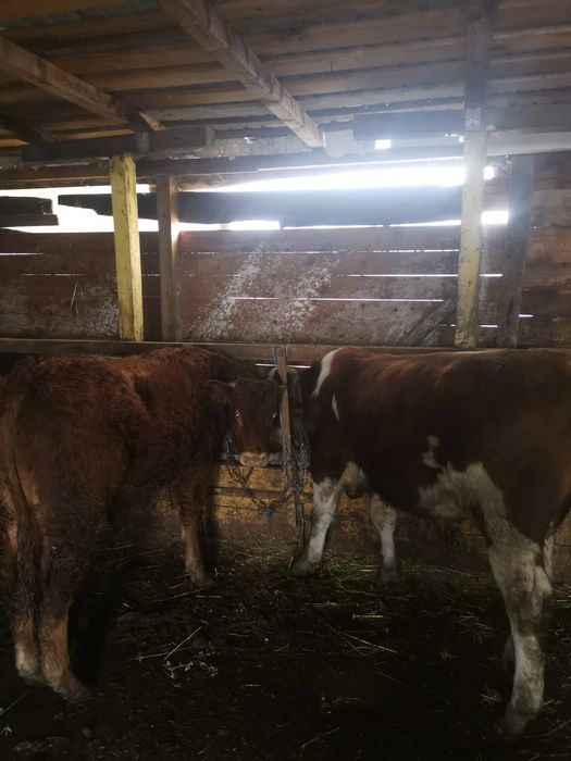 Vand 2 tauri de rasa