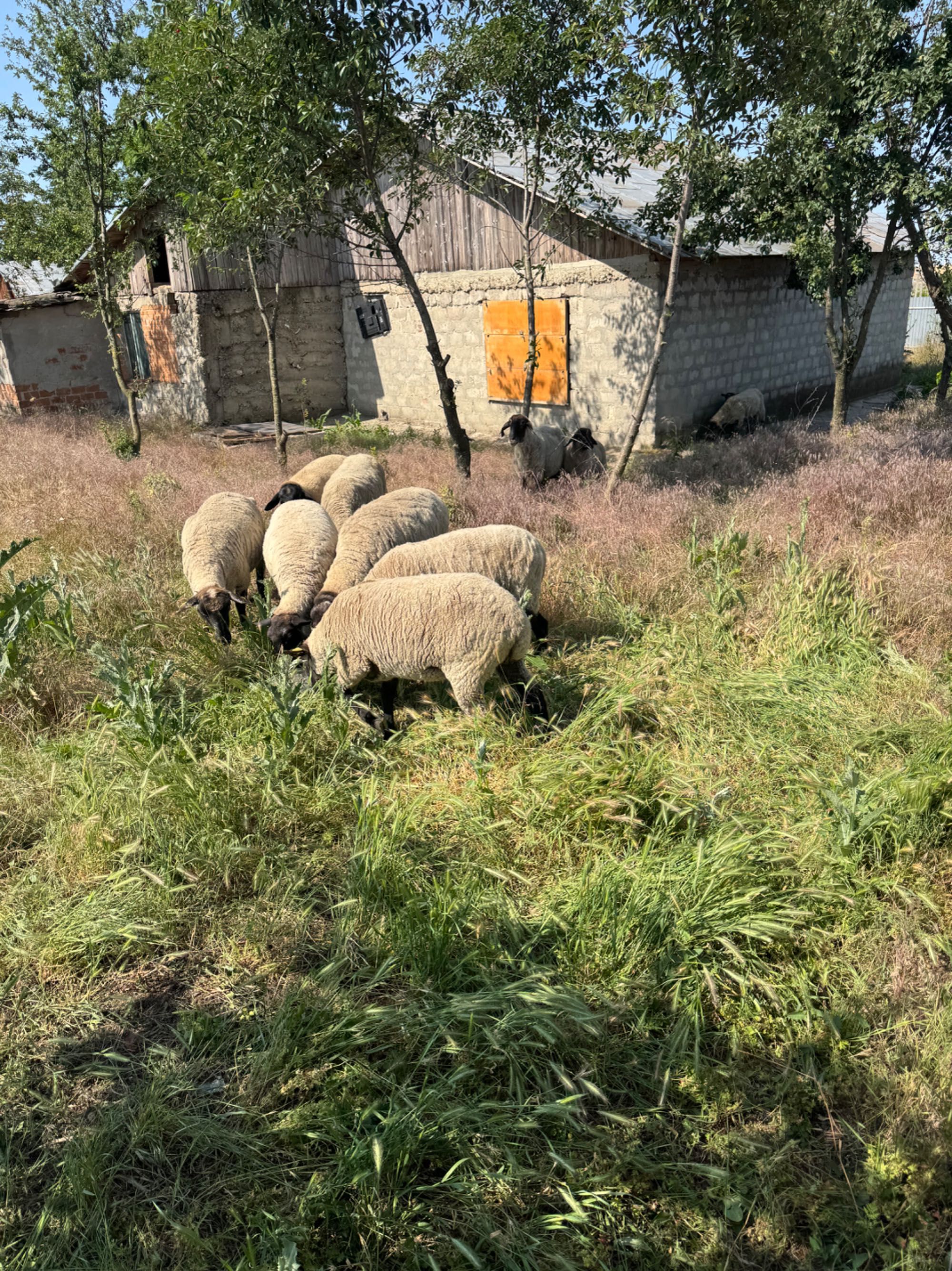Oi rasa Suffolk de vânzare