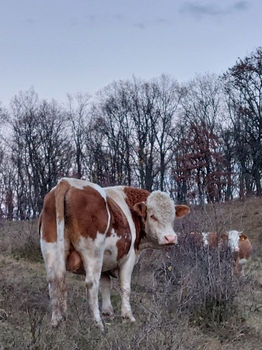 Vând taur bălțata românească