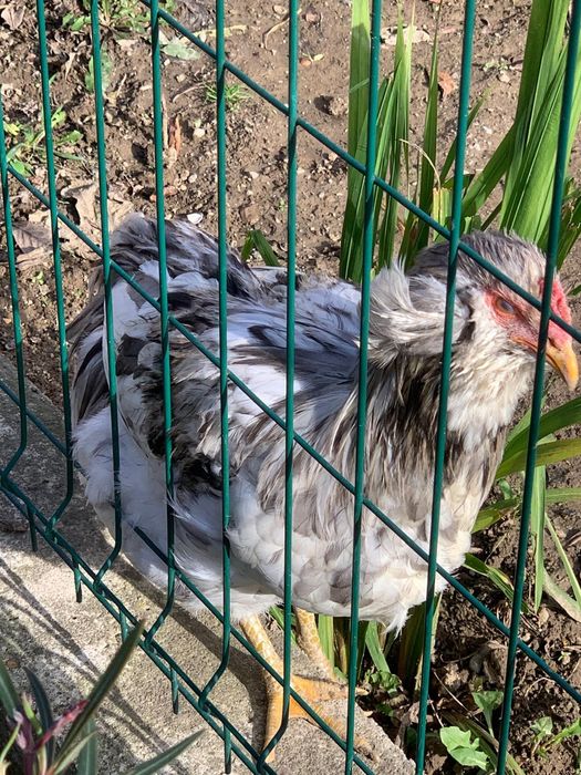 Vand Cocosi Araucana