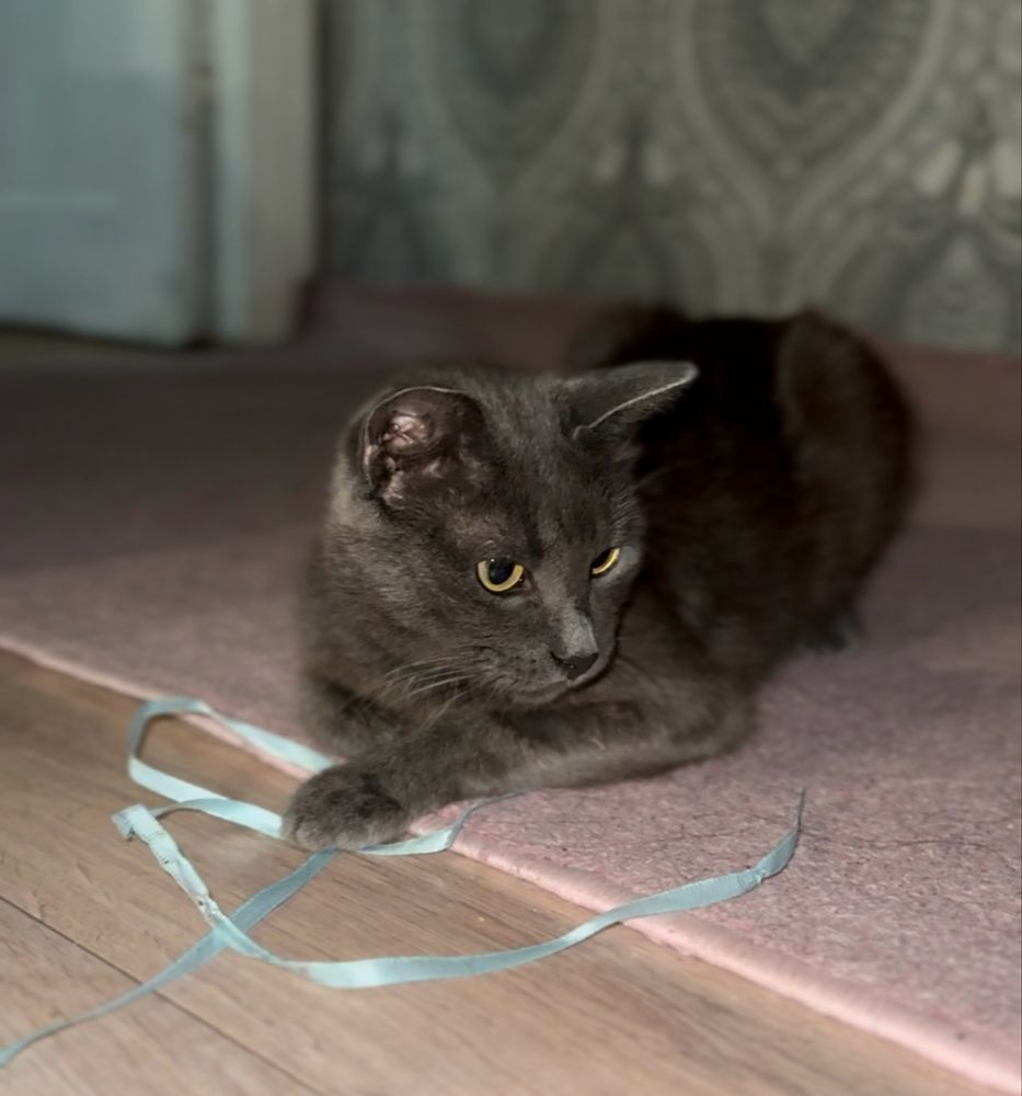Кошка, кот, котёнок