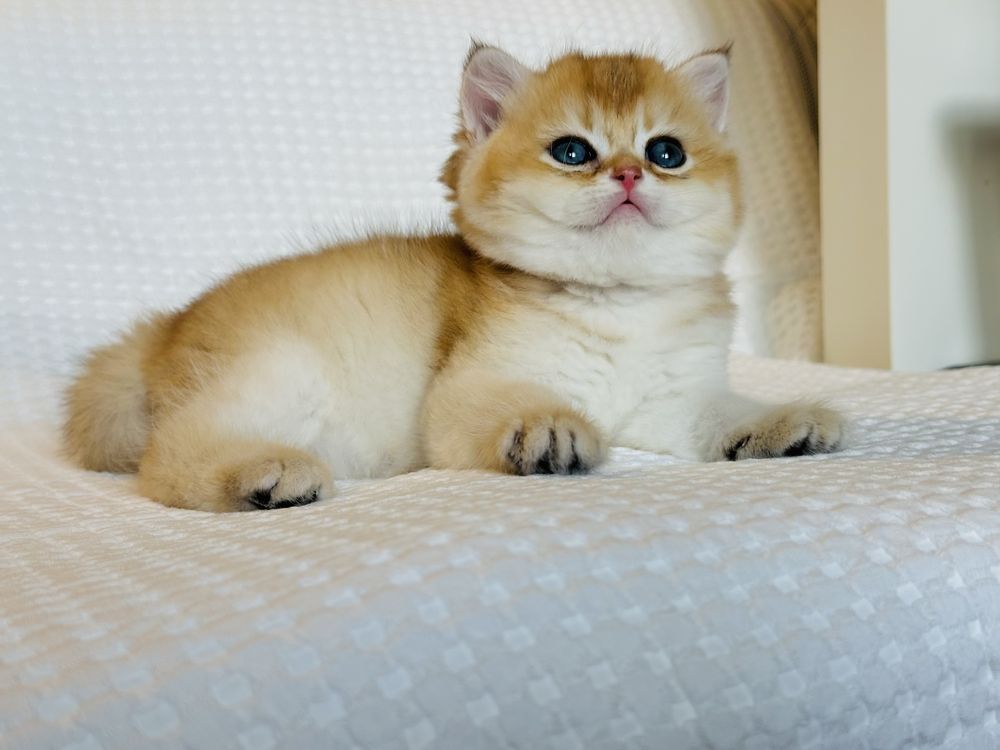 British shorthair golden baietel superb!! PEDIGREE !!