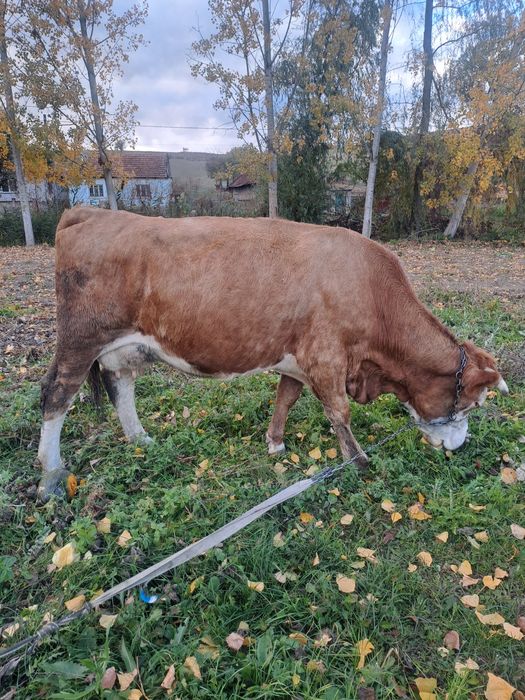 vand vaca buna de lapte