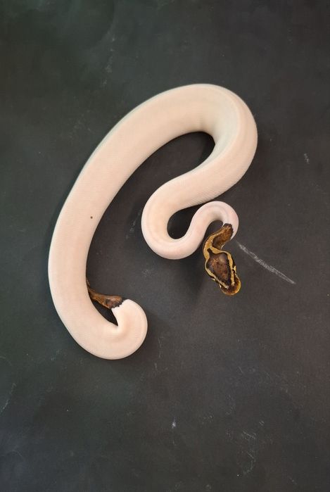 Кралски Питон Pastel Pied