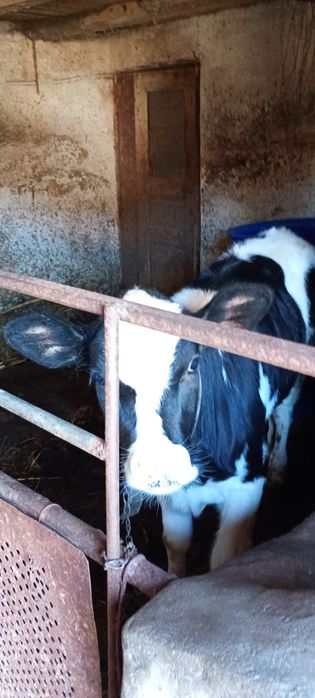 Vițică holstein 2,5 luni