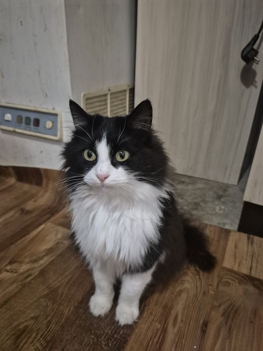 Подарявам женско пухкаво коте