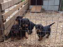 Pui de rottweiler