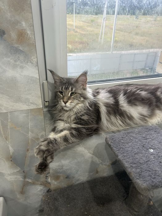 Кошка мейн кун, серебро, с документами , не стерелизована, без огранич