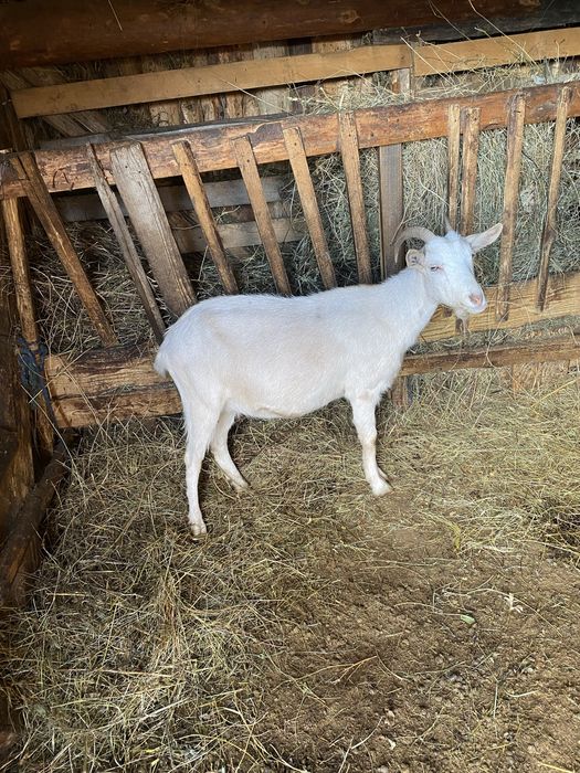 Iadă saanen de vanzare