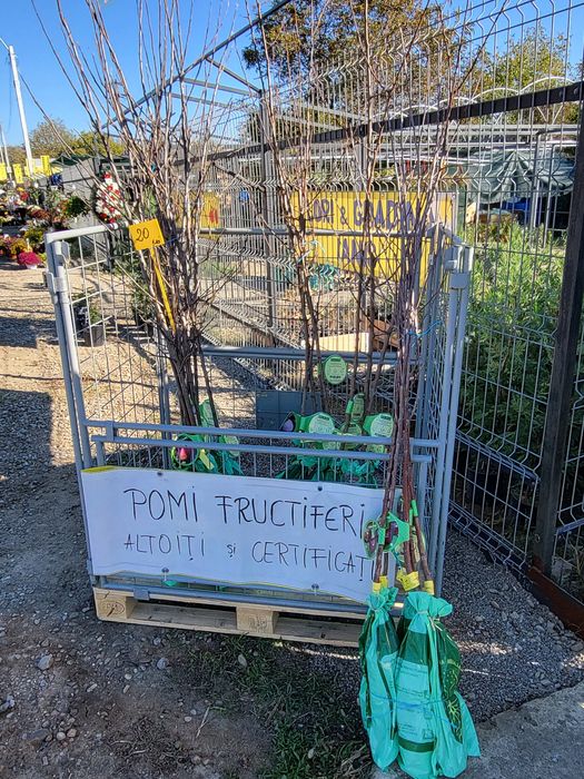 Vand pomi fructiferi altoiti si certificati
