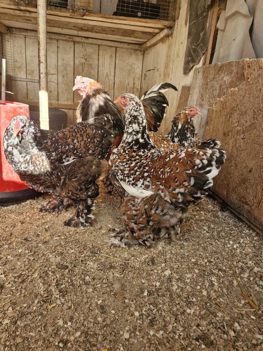 Păsări de rasă brahma portelan și gold (rosu-negru)