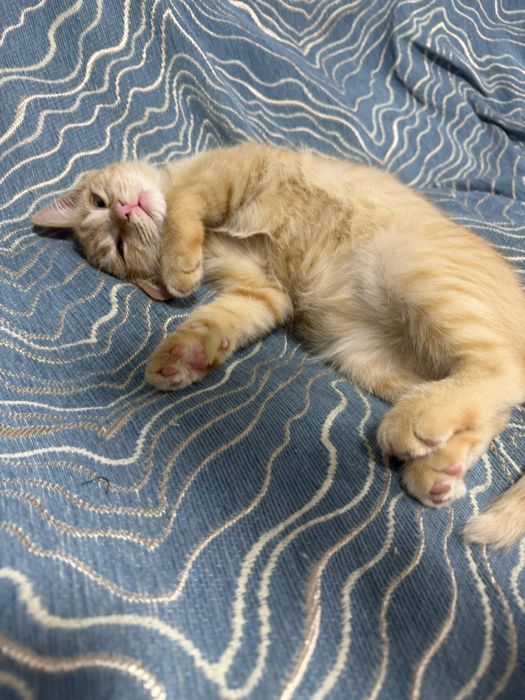 Котенок в хорошие руки