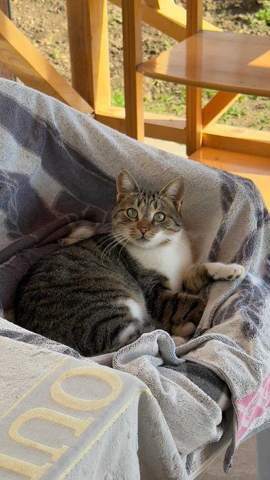 Млада котка Киса чака своя човек