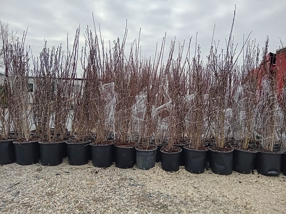 Laur englezesc novita photinia Red Robin