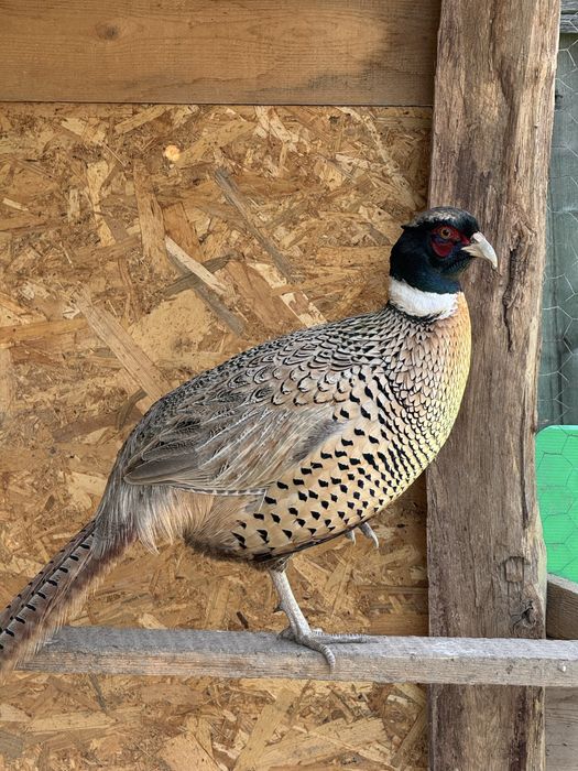 Fazani comuni perechi sau separat