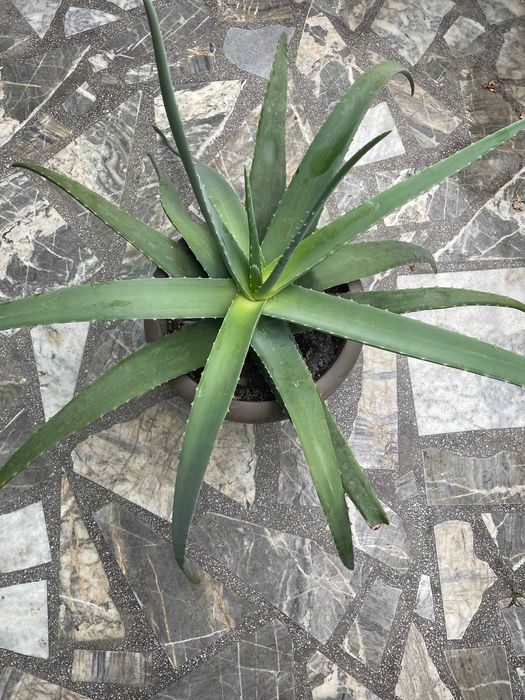 Двугодишно растение алое вера