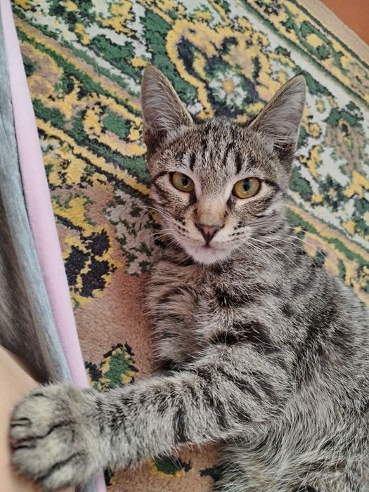 Отдам даром домашних котят