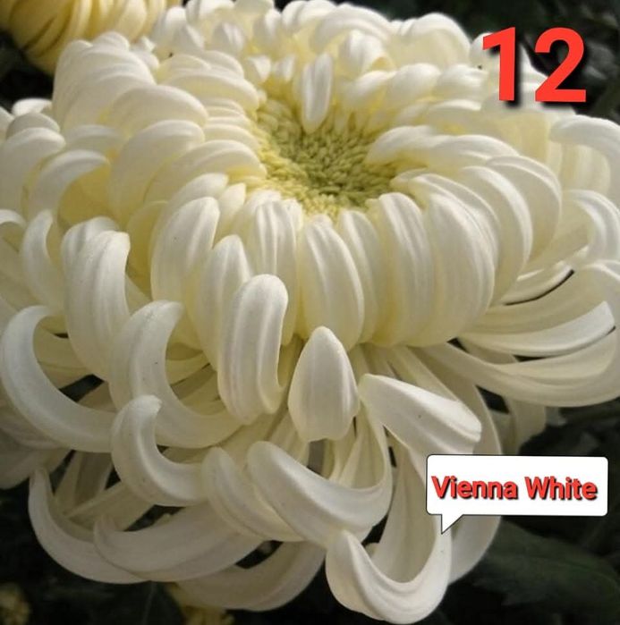 Хризантеми -7лв.бр.