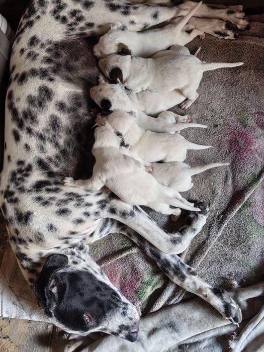 Далматинцы чистопородные!