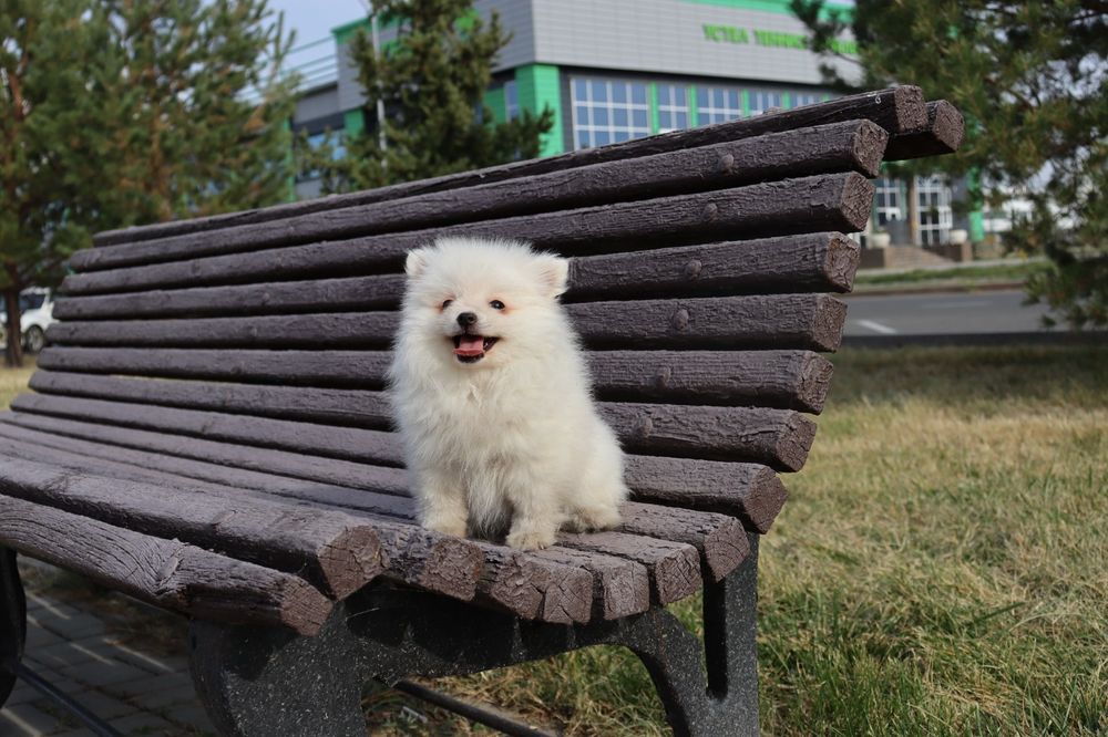 Красивые Малыши Шпица