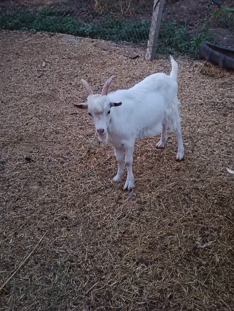 Vând țap sau schimb cu cereale
