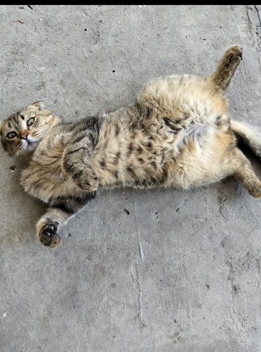 Отдам котят, мальчиков.