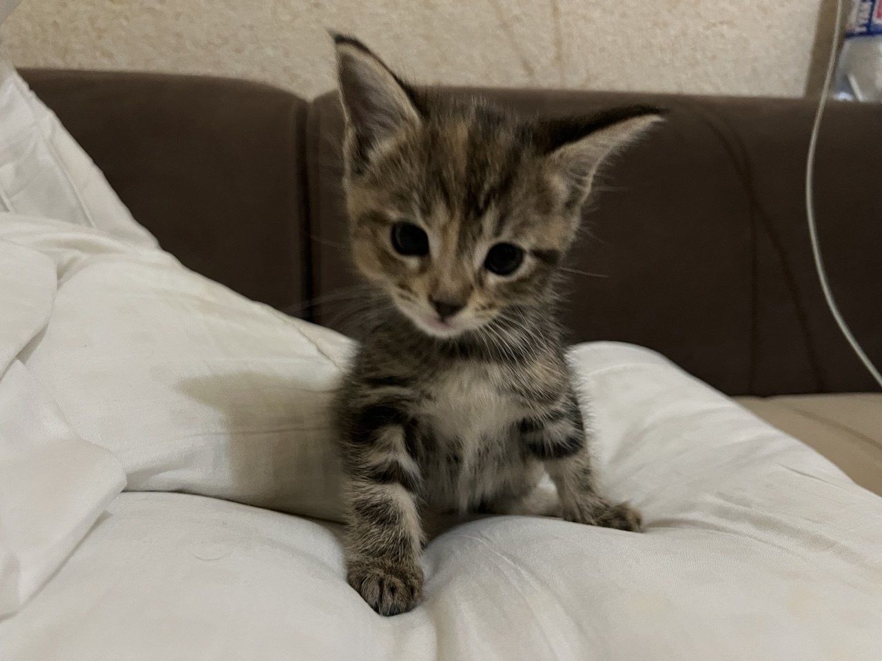 Отдам даром котенка