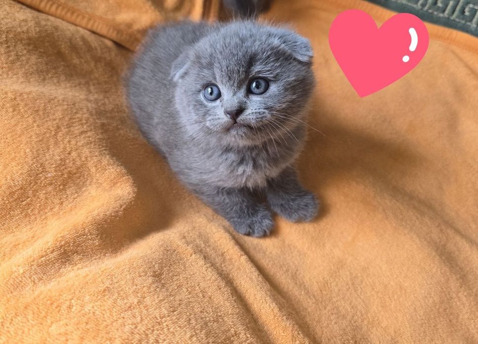 Продаются плюшевые котята. Порода скотиш фолд. От правильной вязки.