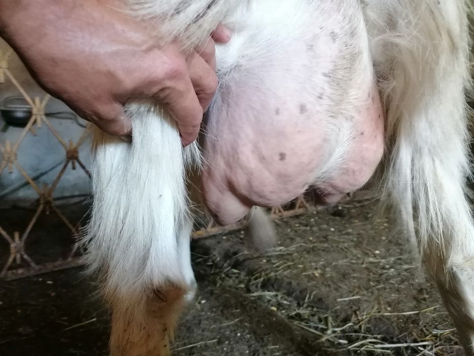 Capre îngrijite acasă