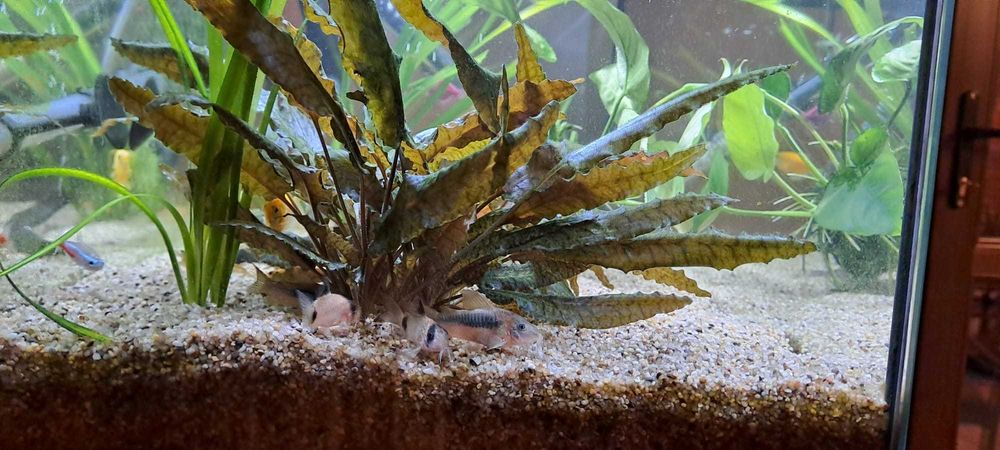 Vand acvariu 60l, complet (&accesorii)