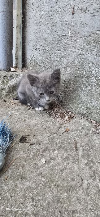 Котенца търсят дом