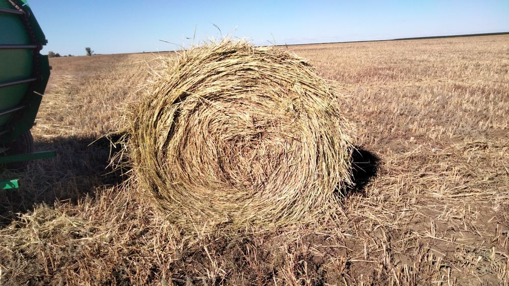 Продаётся сено суданской травы в рулонах, первый укос