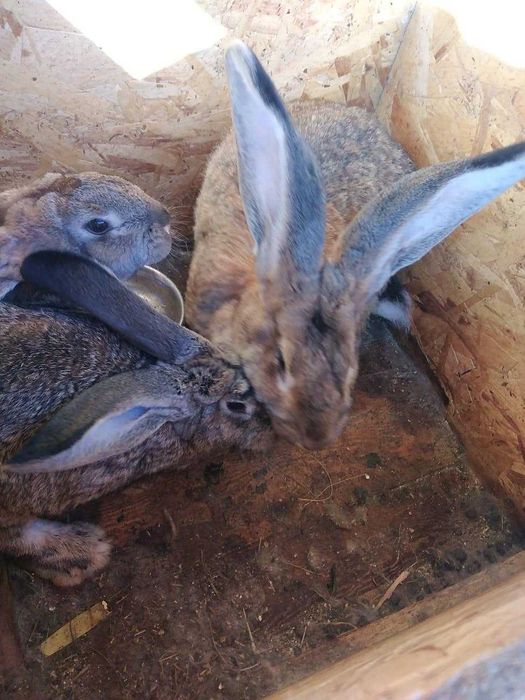 iepuroaica urias belgian de 2,5 ani, 5 kg