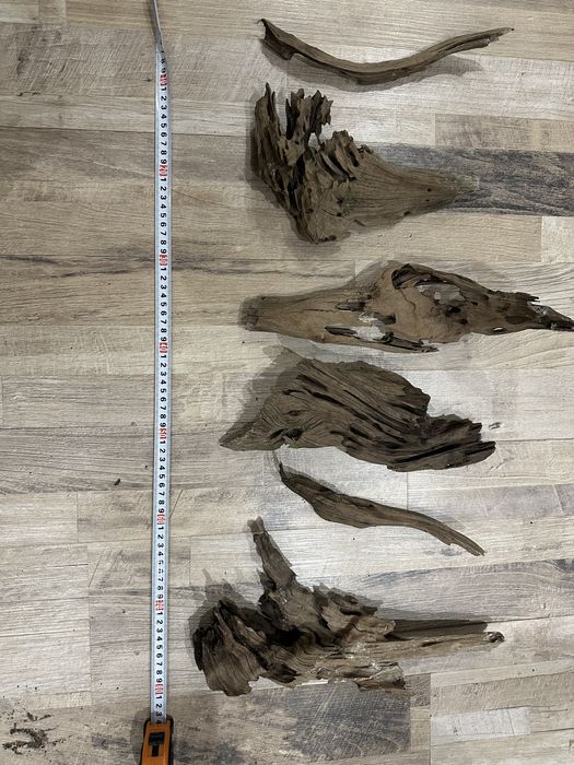 Мангрови корени