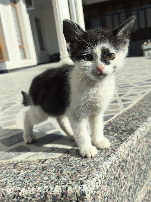 Мушук берилади 3 ойлик