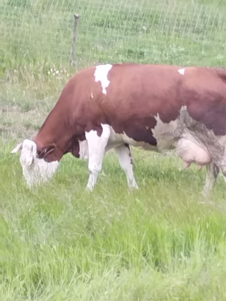 Vand vaca si vitei