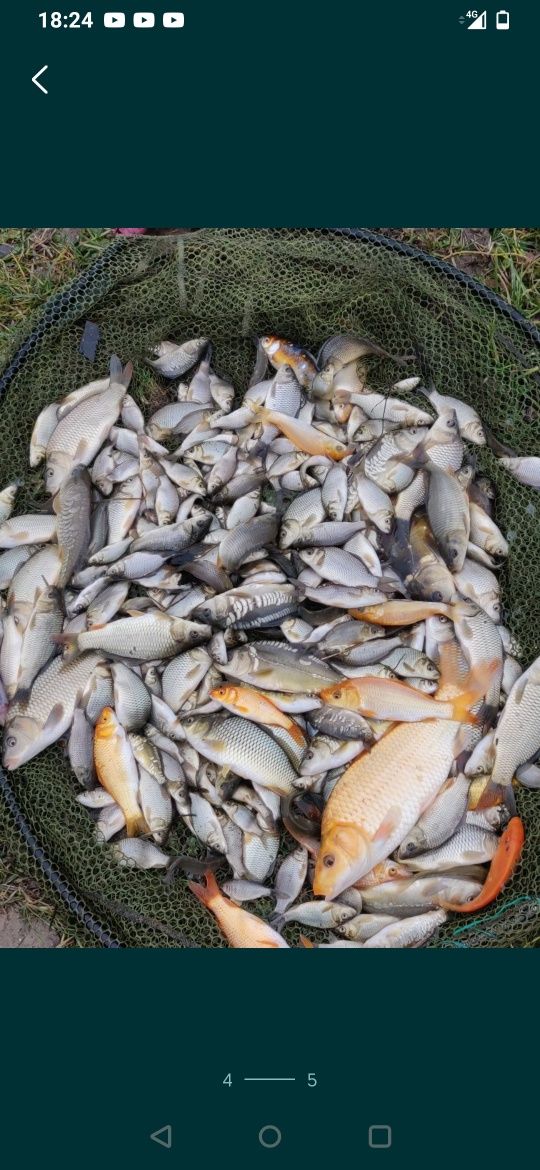 Crap koi, pește ,pești de o vară pt populare bal
