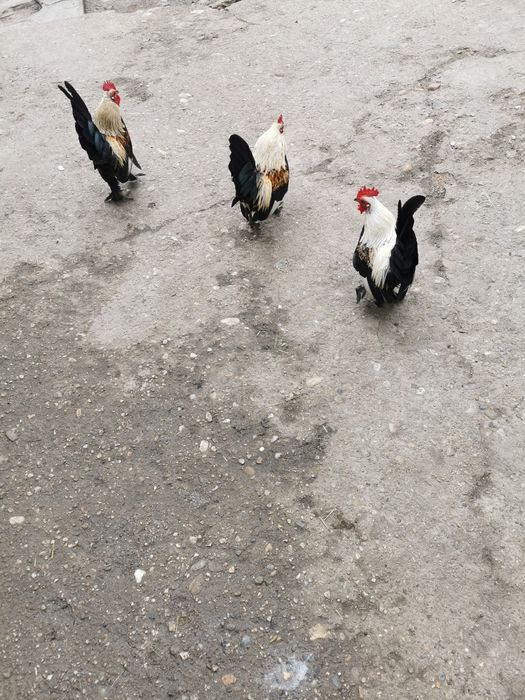 Cocoși pitici de vânzare